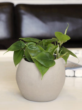Philodendron Scandens Baumfreund