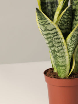Sansevieria Baby Trio mit Übertopf