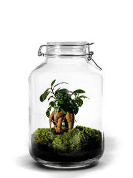 Terrarium Set Ficus Ginseng ↑30Cm