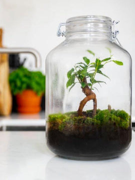 Terrarium Set Ficus Ginseng ↑30Cm