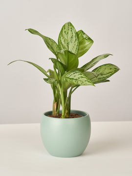 Aglaonema Maria Kolbenfaden