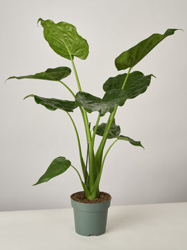 Alocasia Cucullata XL