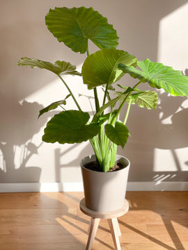 Alocasia Cucullata XL