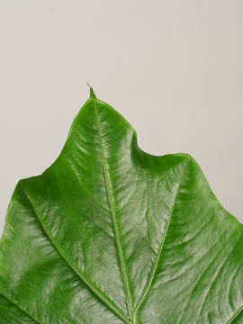 Alocasia Portadora XXL, 120cm