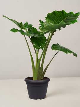 Alocasia Portadora XXL, 120cm