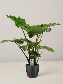 Alocasia Portadora XL