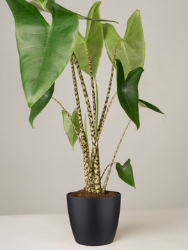 Alocasia Zebrina Pfeilblatt XL