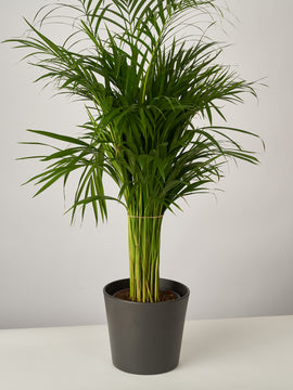 Areca Palme Dypsis Lutescens