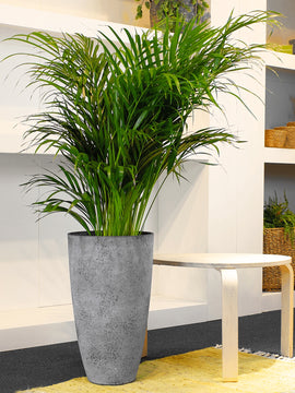 Areca Palme Dypsis Lutescens XXL, 110 cm, mit Hochtopf