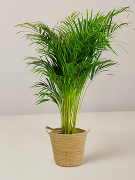 Areca Palme Dypsis Lutescens XL mit Korbtopf