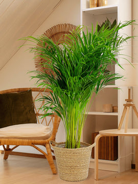 Areca Palme Dypsis Lutescens XL mit Korbtopf