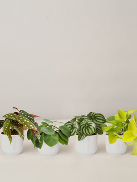 Begonia Maculata, Pilea Peperomioides, Peperomia Argyreia, Philodendron Neon