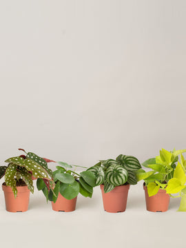 Begonia Maculata, Pilea Peperomioides, Peperomia Argyreia, Philodendron Neon