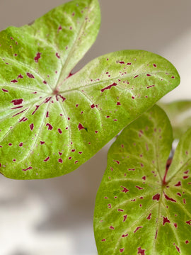 Caladium Miss Muffet