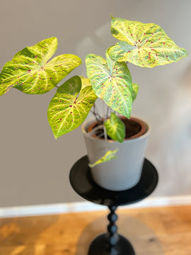Caladium Miss Muffet