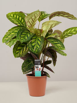 Calathea Flamestar
