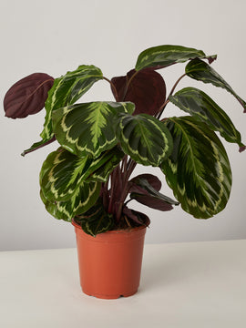 Calathea Medaillon