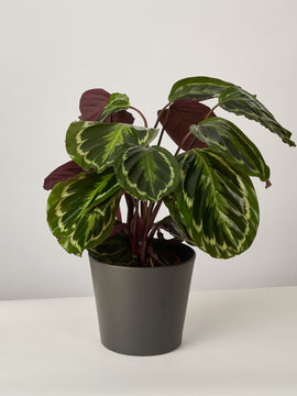 Calathea Medaillon