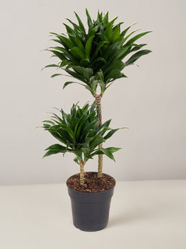 Dracaena Compacta Drachenbaum