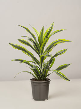 Dracaena Lemon Drachenbaum