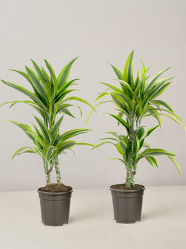 Dracaena Lemon Drachenbaum Duo