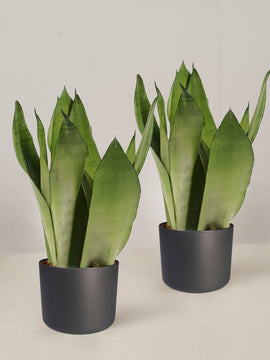 Sansevieria Moonshine Bogenhanf Duo, 50cm