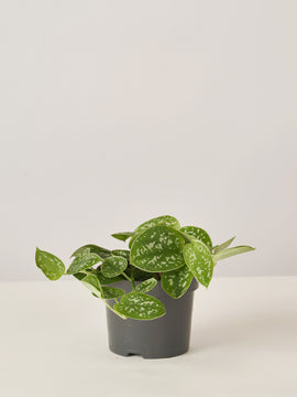 Efeutute Scindapsus Pictus Trebie