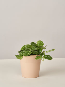 Efeutute Scindapsus Pictus Trebie