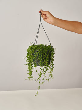 Erbsenpflanze Senecio Rowleyanus, Ampel