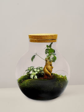 Terrarium Set Ficus Ginseng