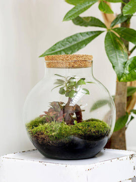 Terrarium Set Ficus Ginseng
