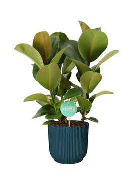 Ficus Cloe Gummibaum XL