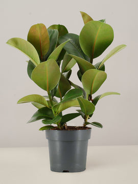 Ficus Cloe Gummibaum XL