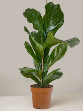 Ficus Lyrata Geigenfeige XL