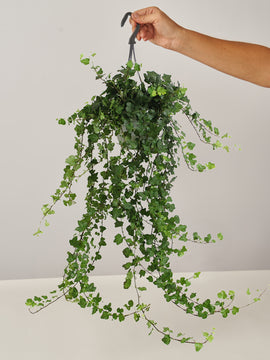Hedera Helix Zimmerefeu, Ampel
