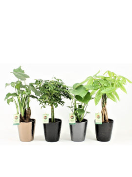 Alocasia Cucullata, Pachira, Schefflera, Monstera Deliciosa mit Topf 