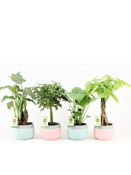 Alocasia Cucullata, Pachira, Schefflera, Monstera Deliciosa mit Topf 