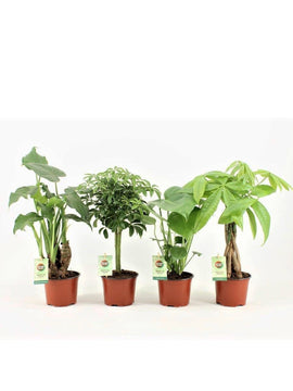 Alocasia Cucullata, Pachira, Schefflera, Monstera Deliciosa mit Topf und Pflanzständer