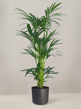 Kentia Palme XXL, 160cm