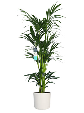 Kentia Palme XXL, 160cm