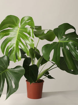 Monstera Deliciosa Bush
