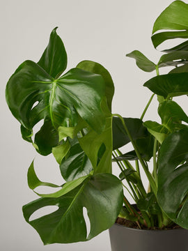 Monstera Deliciosa