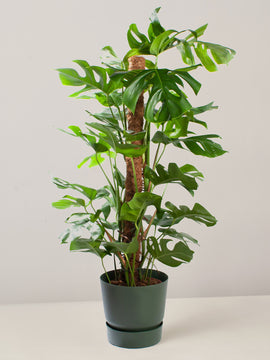Monstera Deliciosa XXL, 120cm