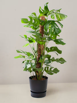 Monstera Deliciosa XXL, 120cm