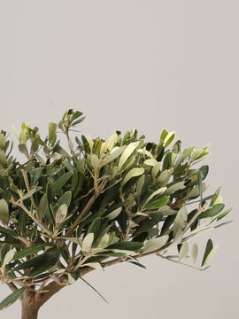 Olivenbaum Olea Europaea XL