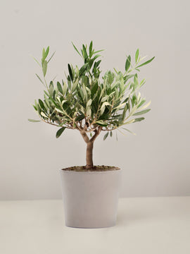 Olea Europaea Olivenbaum