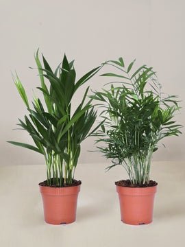 Areca Palme, Chamaedorea Palme Duo