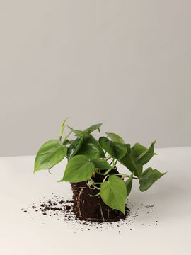 Philodendron Scandens Baumfreund