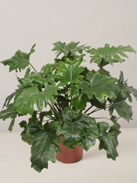 Philodendron Bipinnatifidium XXL 115cm