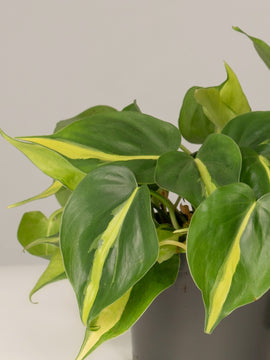 Philodendron Scandens Brazil, Ampel